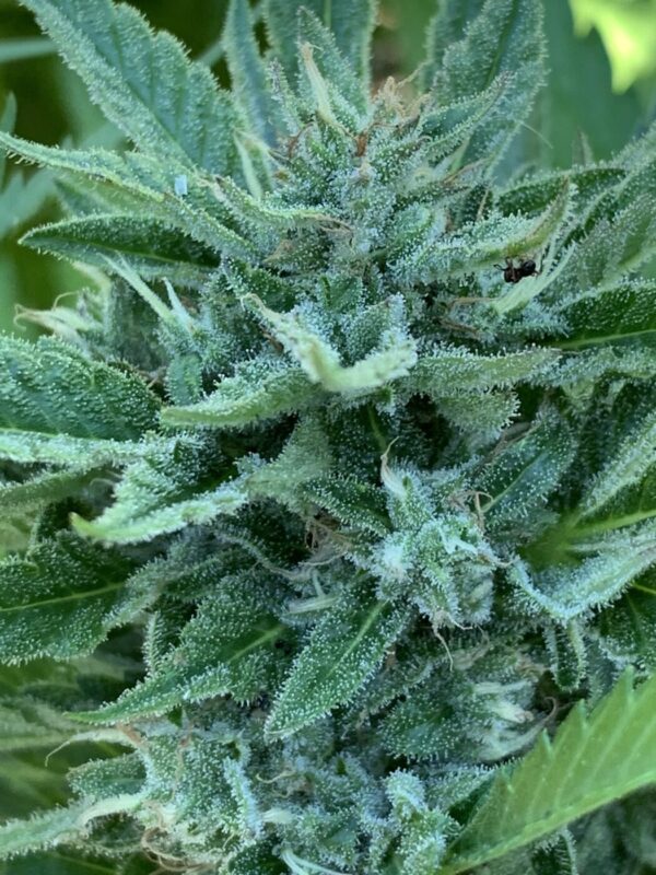 Greasy Glue Seeds (AutoFlowers)