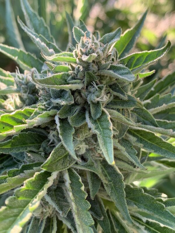 Greasy Glue Seeds (AutoFlowers)