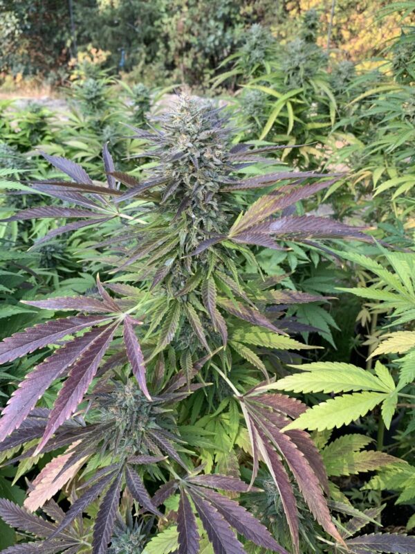 IMG_5140 Whipz - White Runtz x Slapz