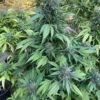 Blood Orange Kush x Slapz Seeds Blood Orange Kush x Slapz Seeds