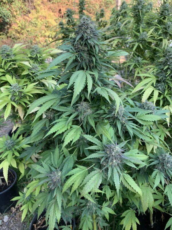 Blood Orange Kush x Slapz Seeds Blood Orange Kush x Slapz Seeds