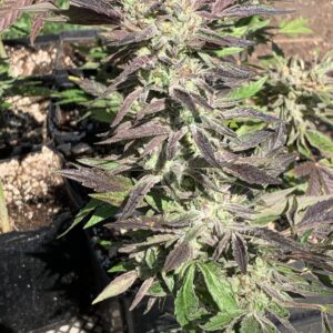 White Runtz x Slapz Seeds