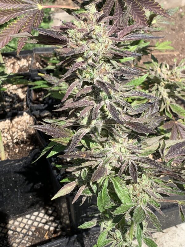 White Runtz x Slapz Seeds White Runtz x Slapz Seeds