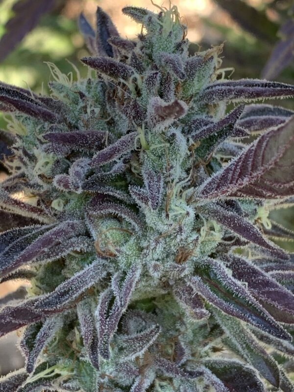 IMG_5919 2 Whipz - White Runtz x Slapz