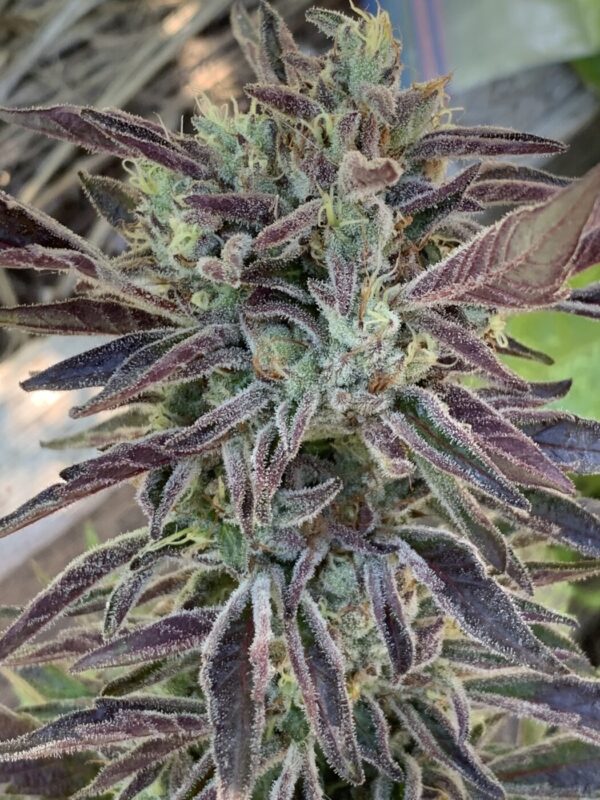 IMG_5921 2 Whipz - White Runtz x Slapz