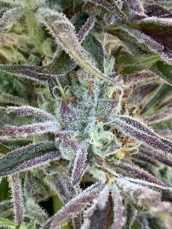 IMG_5923 2 Whipz - White Runtz x Slapz