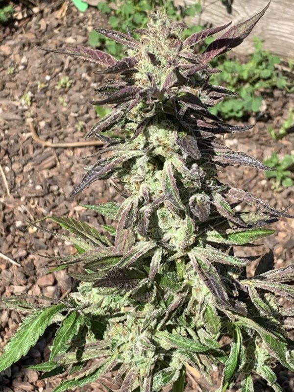 IMG_5928 2 Whipz - White Runtz x Slapz