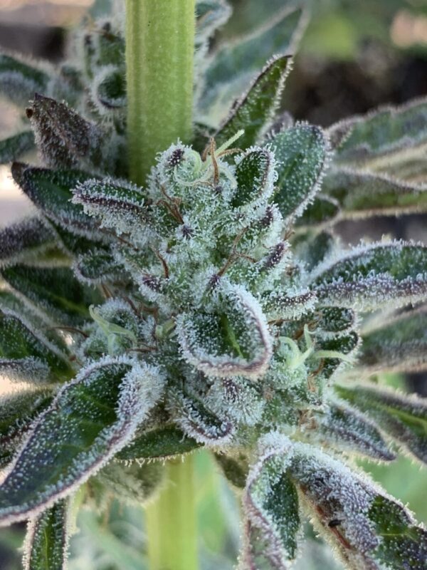 IMG_5931 2 Whipz - White Runtz x Slapz