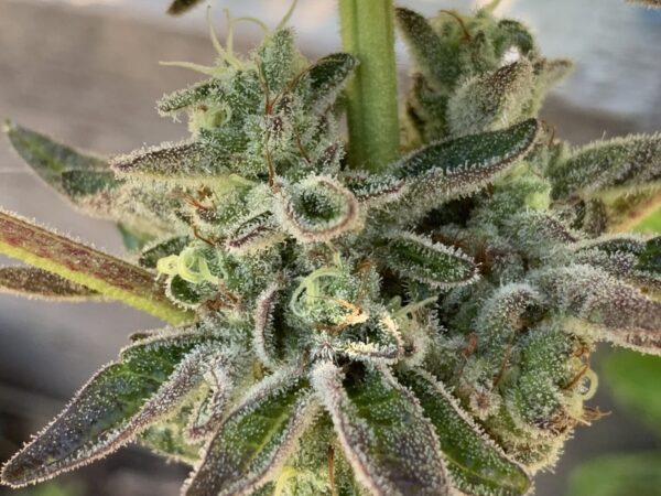 IMG_5933 2 Whipz - White Runtz x Slapz