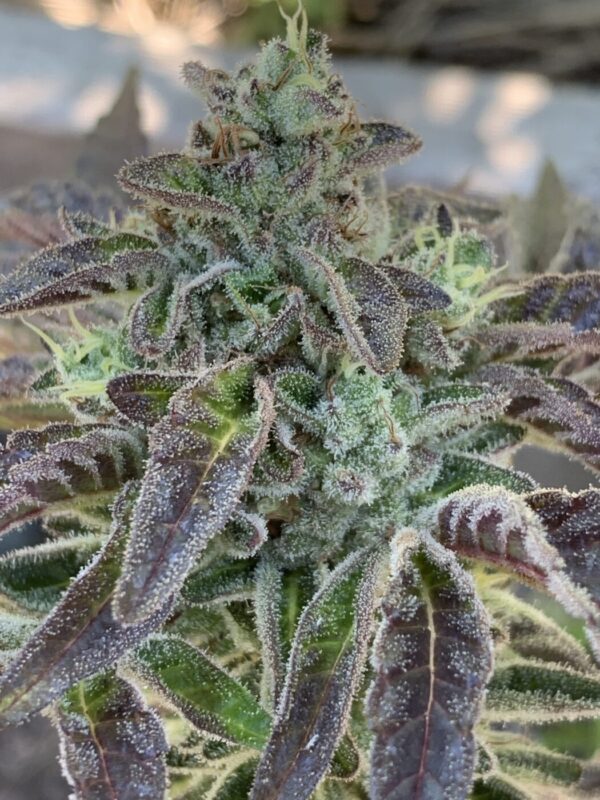 IMG_5934 2 Whipz - White Runtz x Slapz