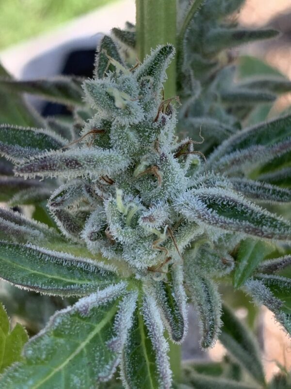 IMG_5944 2 Whipz - White Runtz x Slapz