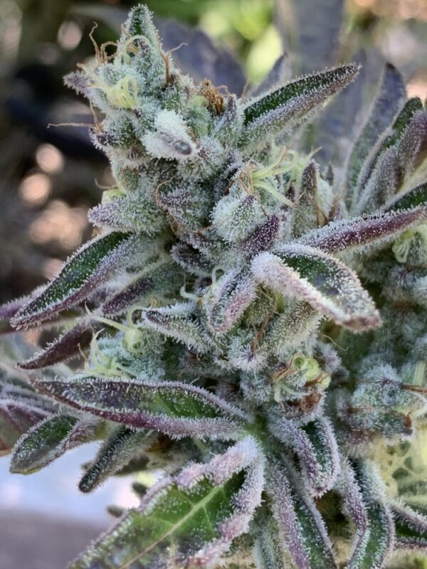 IMG_5949 3 Whipz - White Runtz x Slapz