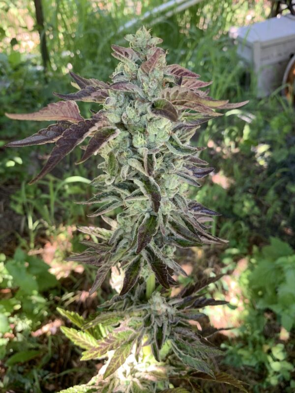 IMG_5957 3 Whipz - White Runtz x Slapz