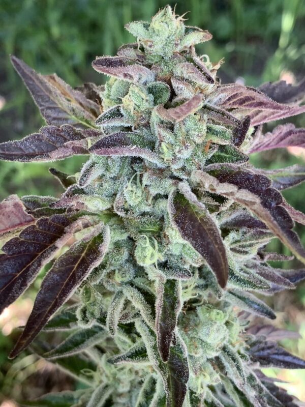 IMG_5958 2 Whipz - White Runtz x Slapz