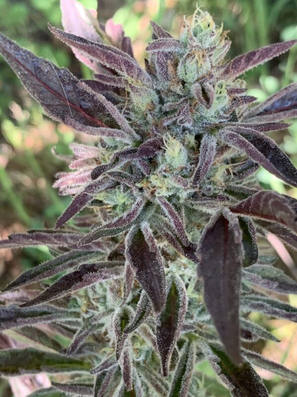 IMG_5974 2 Whipz - White Runtz x Slapz