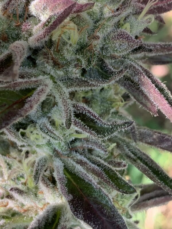 White Runtz Seeds White Runtz Seeds