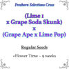 Lime 1 x Grape Soda Skunk x Grape Ape x Lime Pop Seeds
