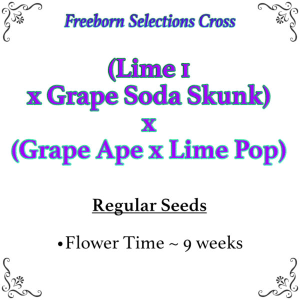Lime 1 x Grape Soda Skunk x Grape Ape x Lime Pop Seeds