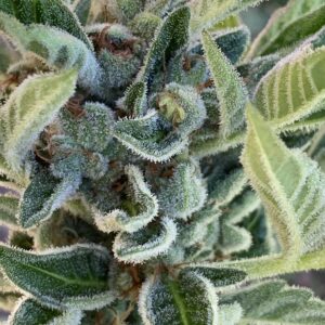 LA Kush x Slapz Seeds