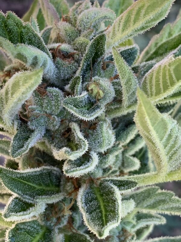 LA Kush x Slapz Seeds