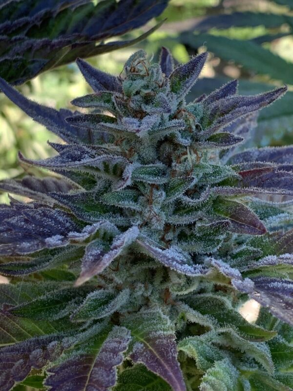 GLX (Grape Lime Skunk) x (Grape Ape x Lime Pop)