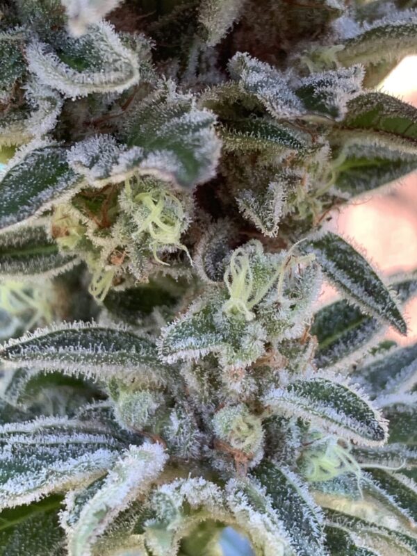 GLX (Grape Lime Skunk) x (Grape Ape x Lime Pop)