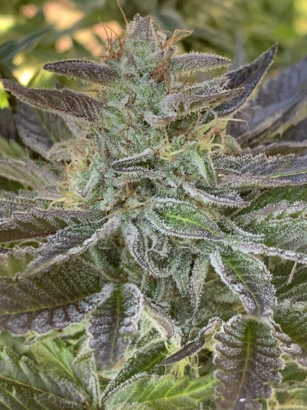 GLX (Grape Lime Skunk) x (Grape Ape x Lime Pop)