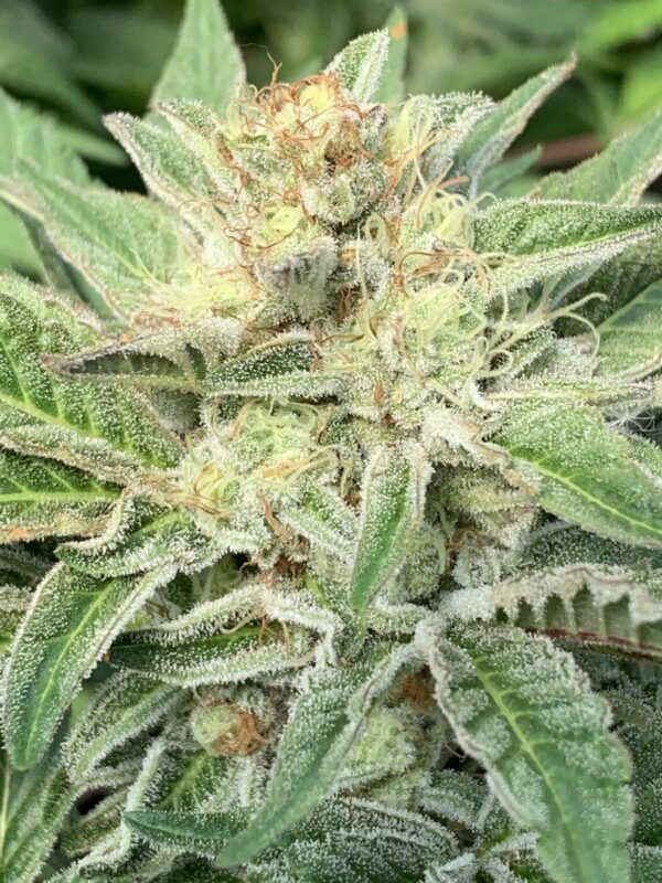 GLX (Grape Lime Skunk) x (Grape Ape x Lime Pop)