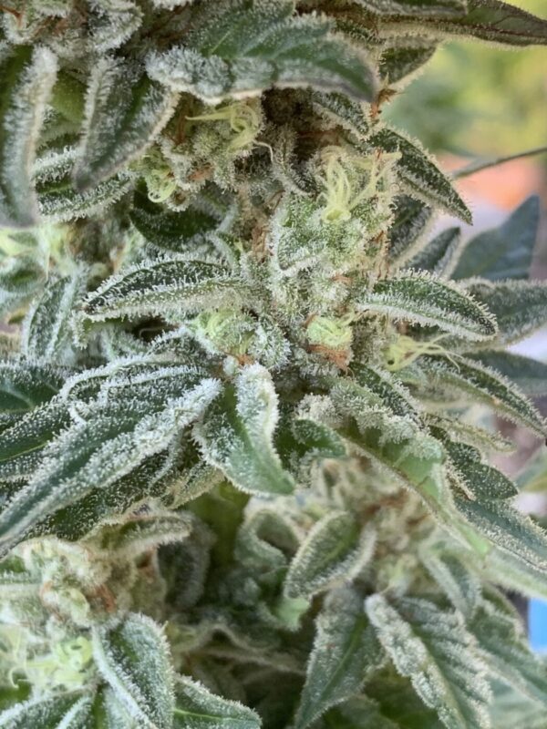 GLX (Grape Lime Skunk) x (Grape Ape x Lime Pop)