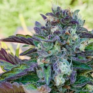 Lime 1 x Grape Soda Skunk x Wilson Seeds