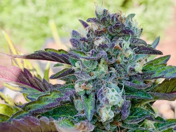 Lime 1 x Grape Soda Skunk x Wilson Lime 1 x Grape Soda Skunk x Wilson Seeds