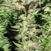 Lime 1 x Grape Soda Skunk x Wilson_14 (Lime 1 x Grape Soda Skunk) X Wilson F2 Seeds