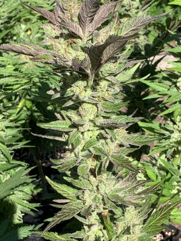 Lime 1 x Grape Soda Skunk x Wilson_14 (Lime 1 x Grape Soda Skunk) X Wilson F2 Seeds