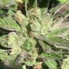 Lime 1 x Grape Soda Skunk x Wilson_17 (Lime 1 x Grape Soda Skunk) X Wilson F2 Seeds