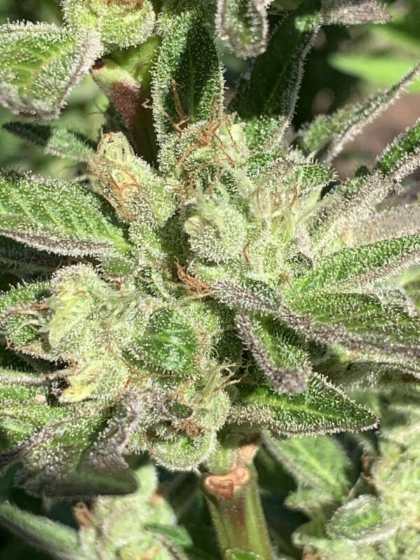 Lime 1 x Grape Soda Skunk x Wilson_17 (Lime 1 x Grape Soda Skunk) X Wilson F2 Seeds