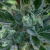 Lime 1 x Grape Soda Skunk x Wilson_18 (Lime 1 x Grape Soda Skunk) X Wilson F2 Seeds