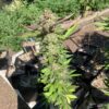 Lime 1 x Grape Soda Skunk x Wilson_27 (Lime 1 x Grape Soda Skunk) X Wilson F2 Seeds