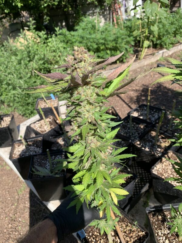 Lime 1 x Grape Soda Skunk x Wilson_27 (Lime 1 x Grape Soda Skunk) X Wilson F2 Seeds