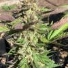 Lime 1 x Grape Soda Skunk x Wilson_28 (Lime 1 x Grape Soda Skunk) X Wilson F2 Seeds