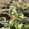 Lime 1 x Grape Soda Skunk x Wilson_29 (Lime 1 x Grape Soda Skunk) X Wilson F2 Seeds