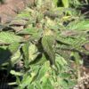 Lime 1 x Grape Soda Skunk x Wilson_48 (Lime 1 x Grape Soda Skunk) X Wilson F2 Seeds