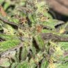 Lime 1 x Grape Soda Skunk x Wilson_52 (Lime 1 x Grape Soda Skunk) X Wilson F2 Seeds