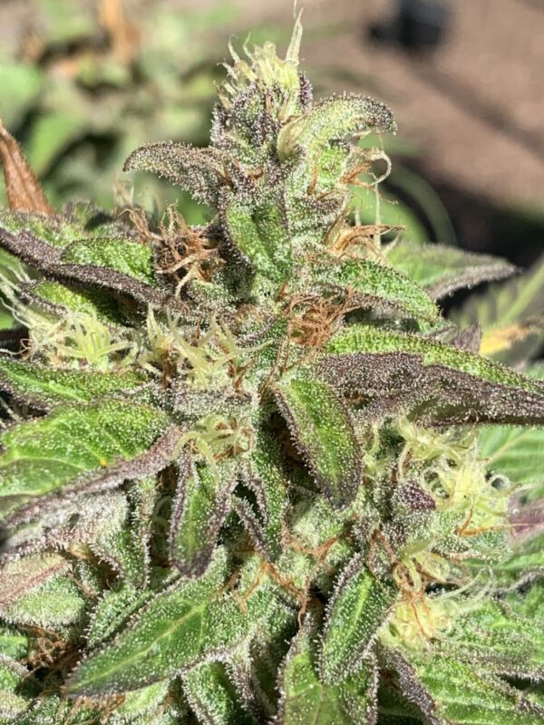 Lime 1 x Grape Soda Skunk x Wilson_52 (Lime 1 x Grape Soda Skunk) X Wilson F2 Seeds