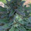 Lime 1 x Grape Soda Skunk x Wilson_56 (Lime 1 x Grape Soda Skunk) X Wilson F2 Seeds