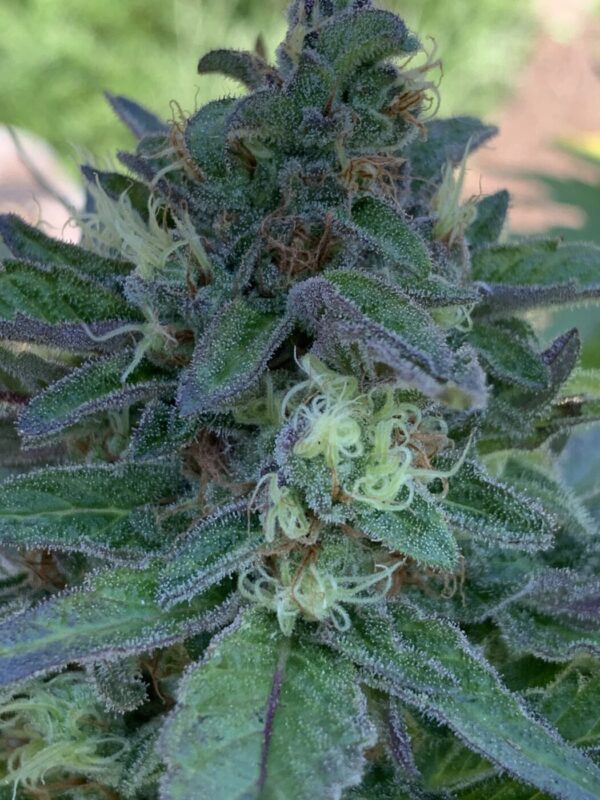 Lime 1 x Grape Soda Skunk x Wilson_56 (Lime 1 x Grape Soda Skunk) X Wilson F2 Seeds