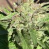 Lime 1 x Grape Soda Skunk x Wilson_59 (Lime 1 x Grape Soda Skunk) X Wilson F2 Seeds