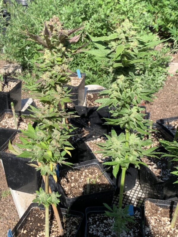 Lime 1 x Grape Soda Skunk x Wilson_63 (Lime 1 x Grape Soda Skunk) X Wilson F2 Seeds