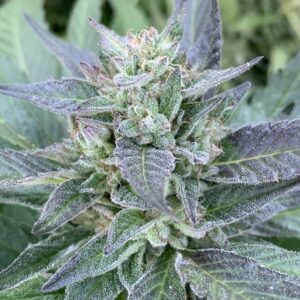 (Lime 1 x Grape Soda Skunk) X Wilson F2