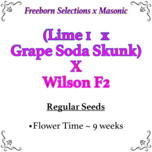 (Lime 1 x Grape Soda Skunk) X Wilson F2