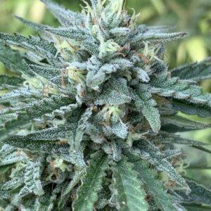 Poochies Papaya x Slapz Seeds